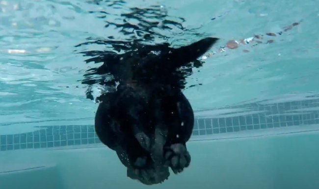 ダックスフンド,動画