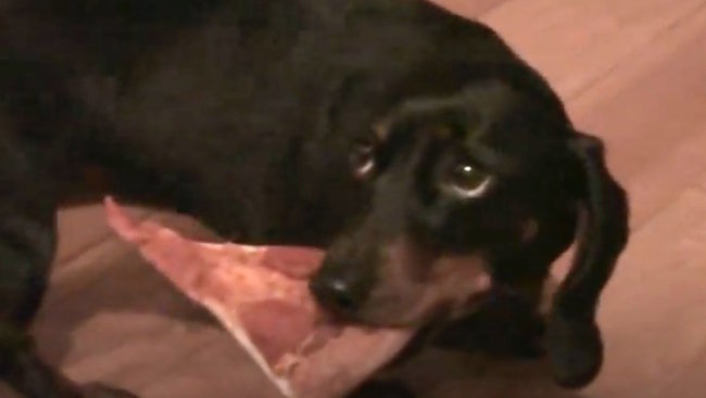 ダックスフンド,動画