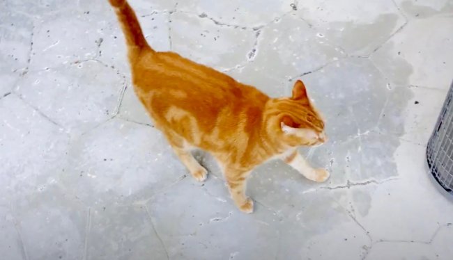 ダックスフンド,動画