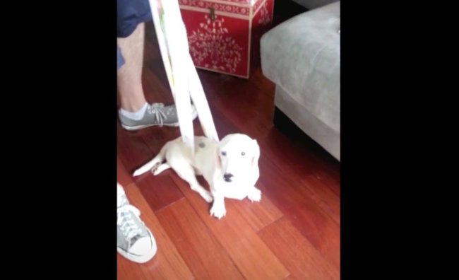 ダックスフンド,動画