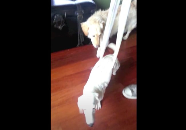 ダックスフンド,動画