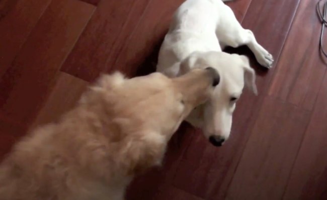 ダックスフンド,動画