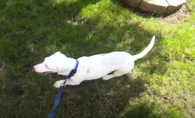 ダックスフンド,動画