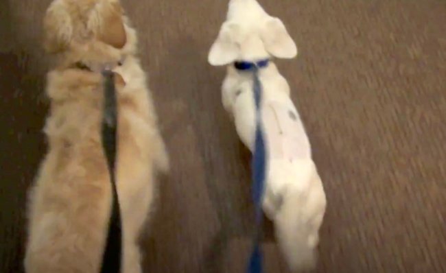 ダックスフンド,動画