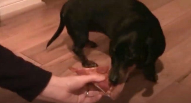 ダックスフンド,動画