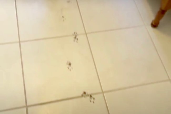 ダックスフンド,動画