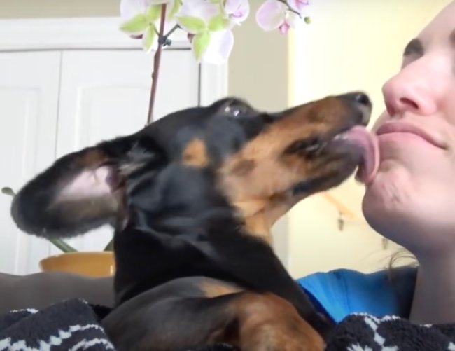 ダックスフンド,動画