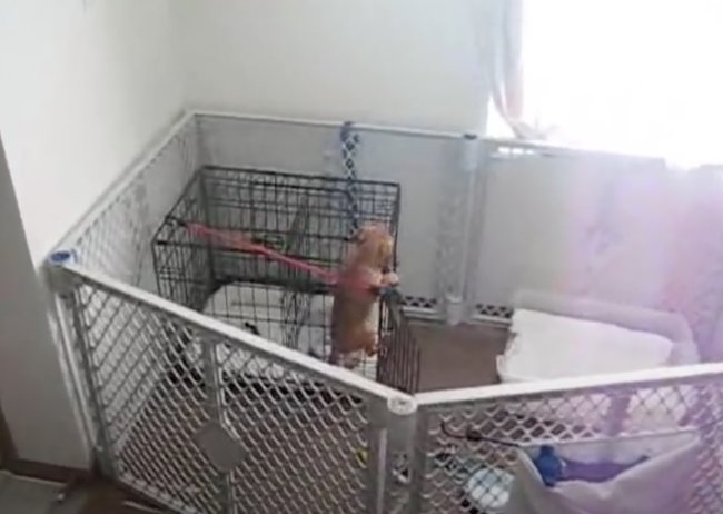 ダックスフンド,動画