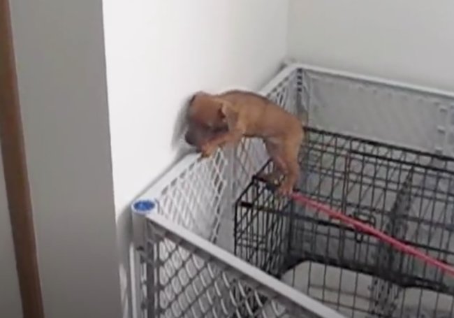 ダックスフンド,動画