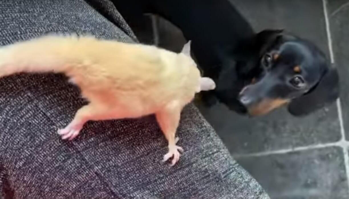 ダックスフンド,動画