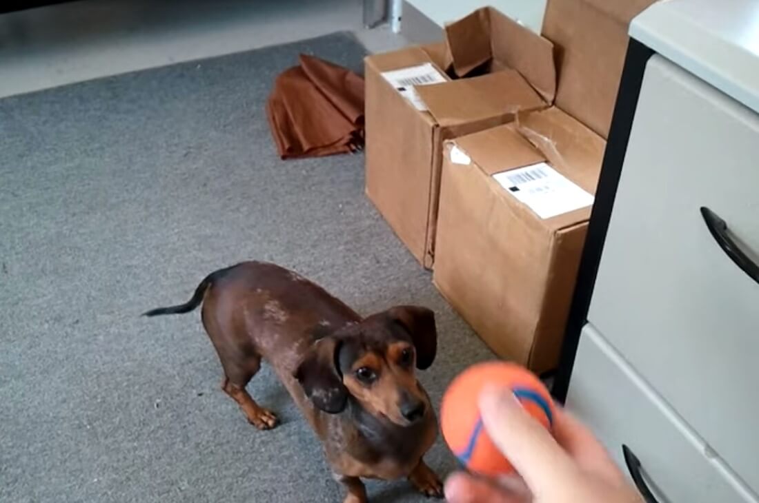 ダックスフンド,動画