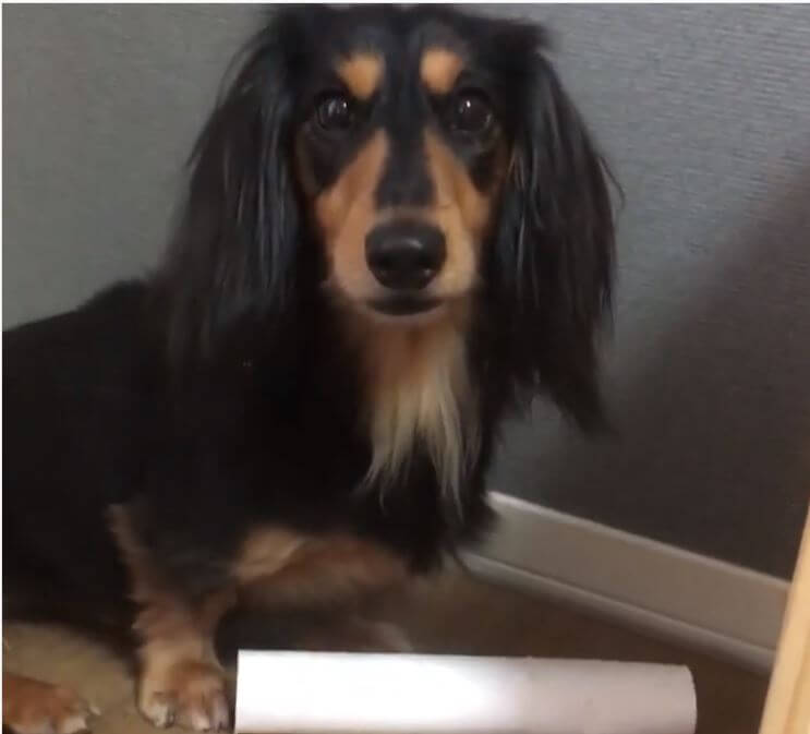 ダックスフンド,動画