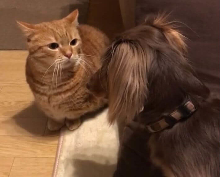 ダックスフンド,動画