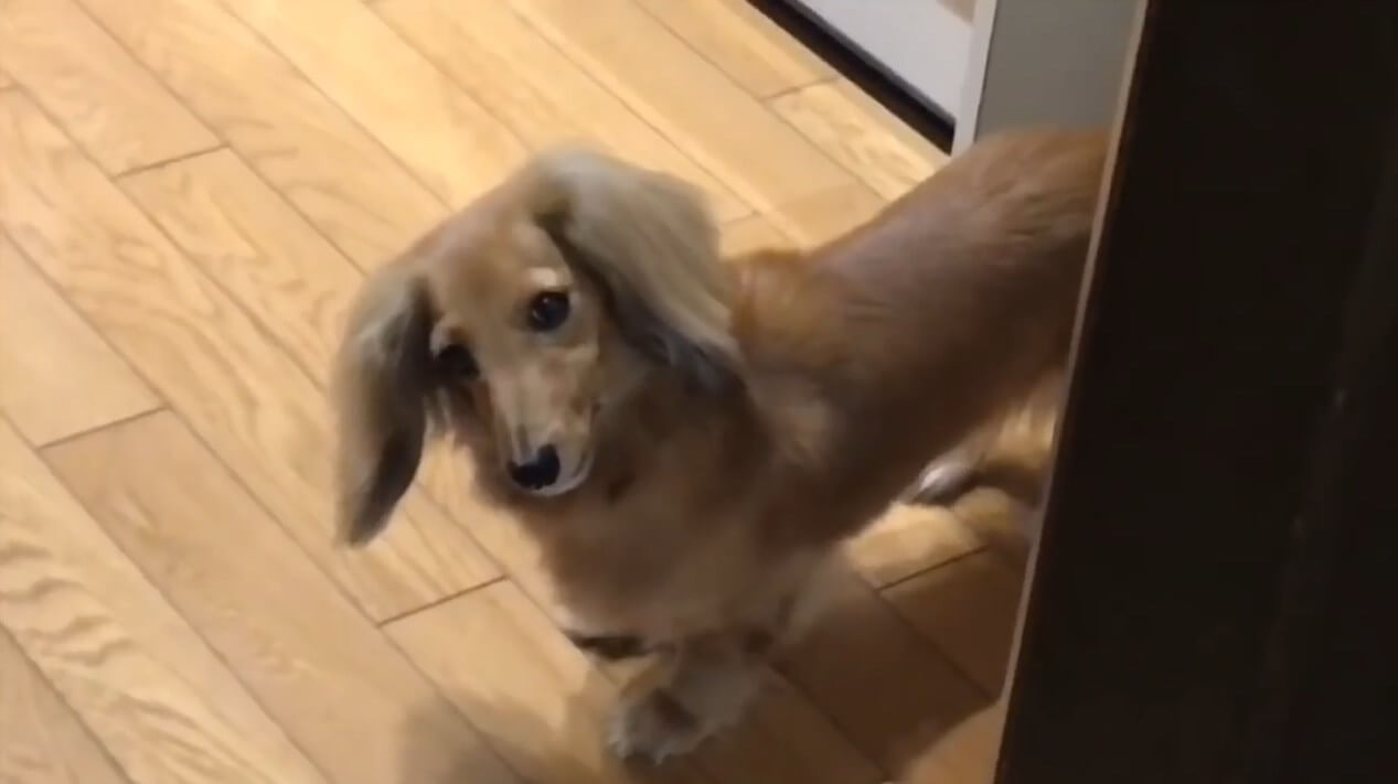 ダックスフンド,動画