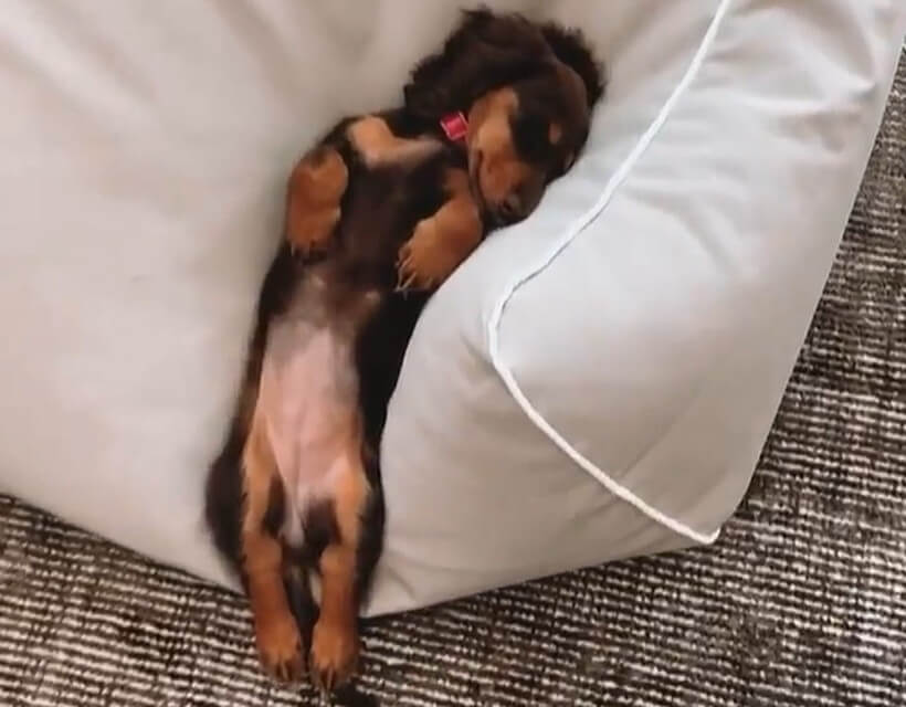 ダックスフンド,動画