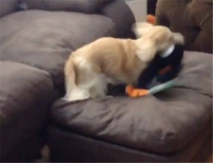 ダックスフンド,動画