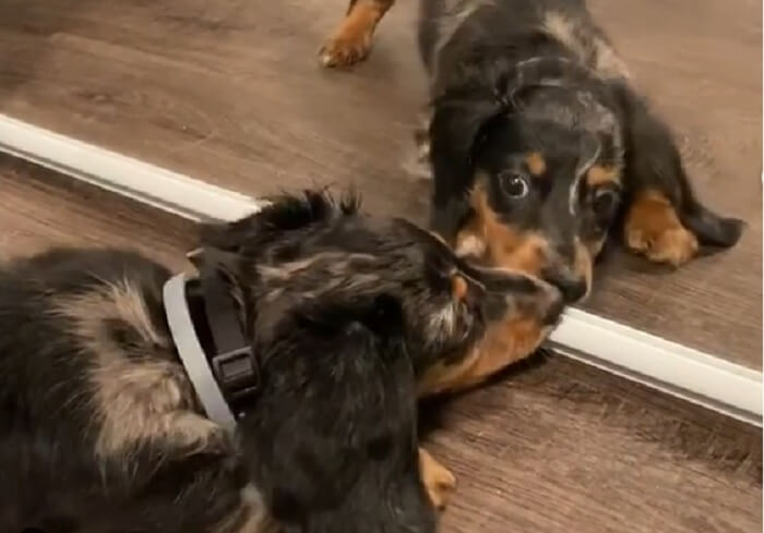 ダックスフンド,動画