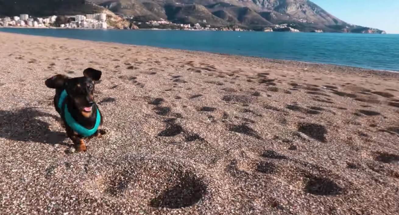 ダックスフンド,動画