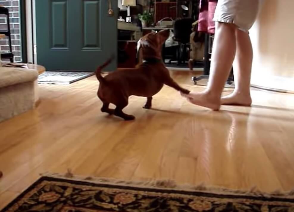 ダックスフンド,動画