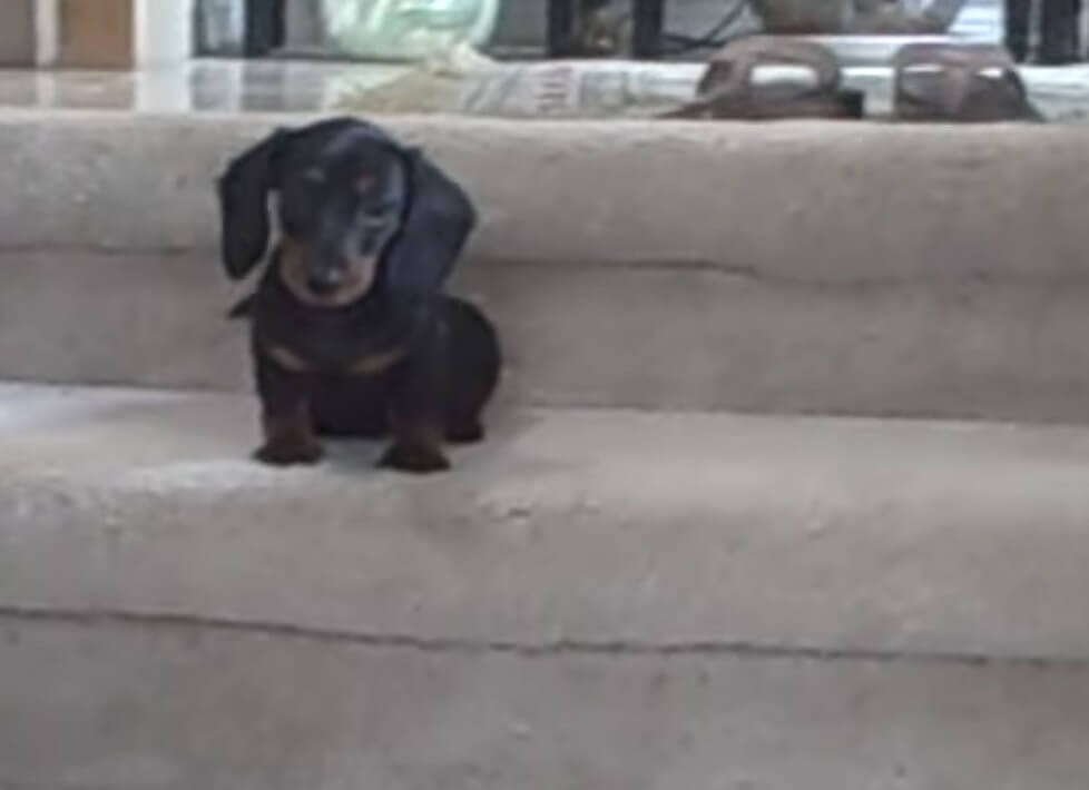 ダックスフンド,動画