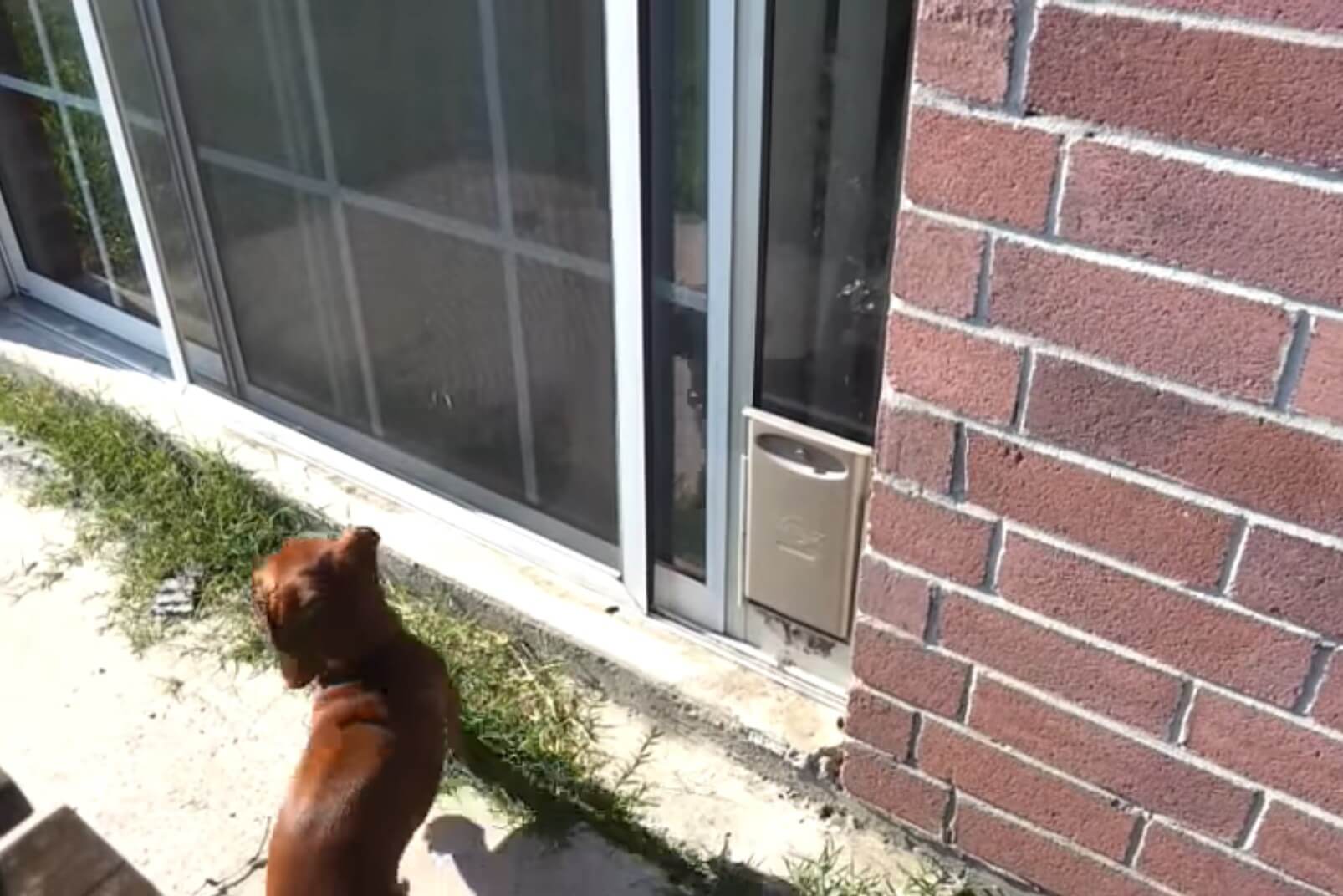 ダックスフンド,動画