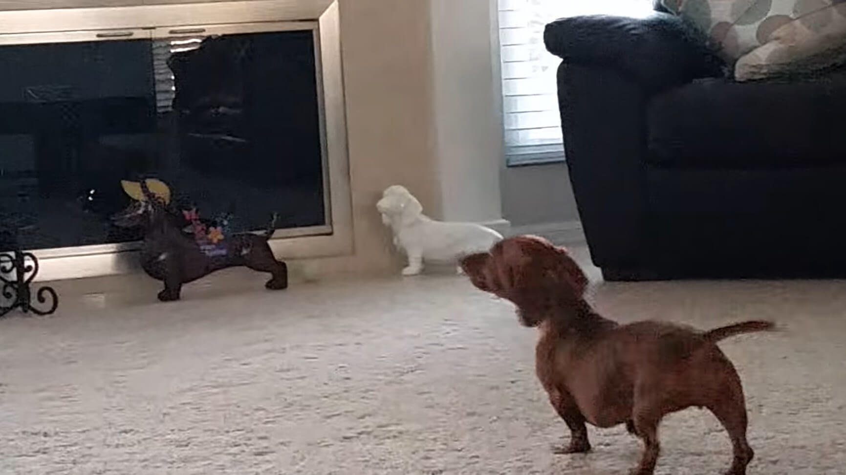 ダックスフンド,動画