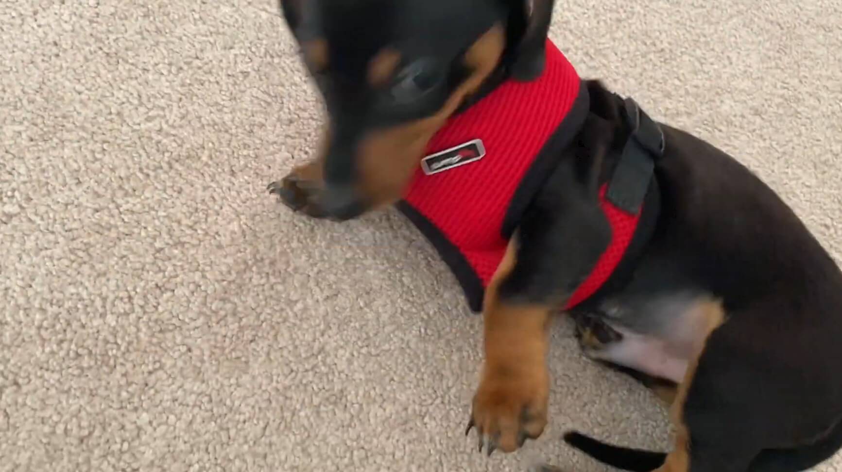 ダックスフンド,動画