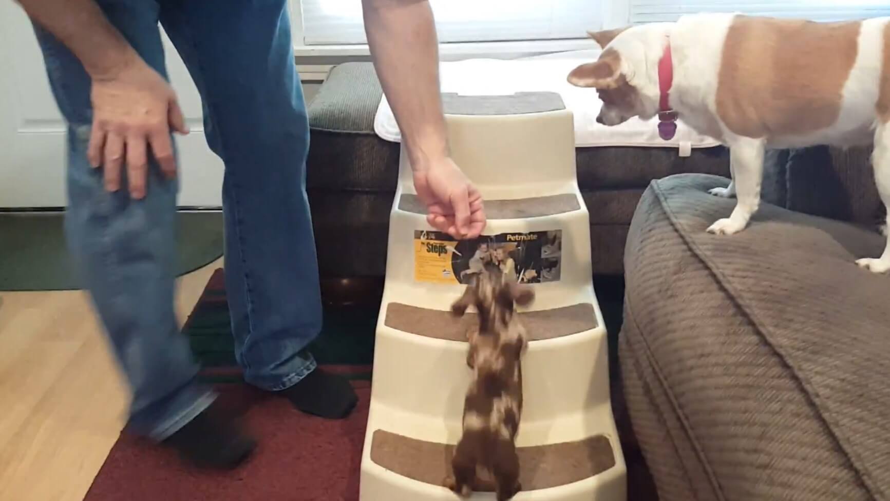 ダックスフンド,動画