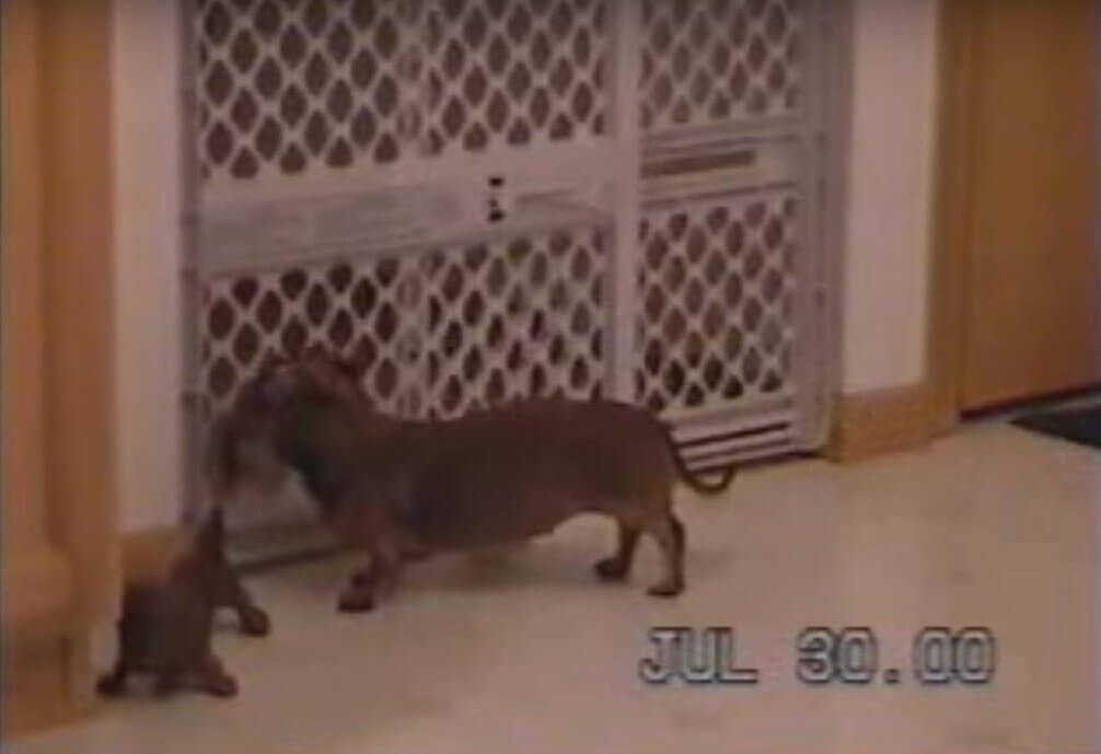 ダックスフンド,動画