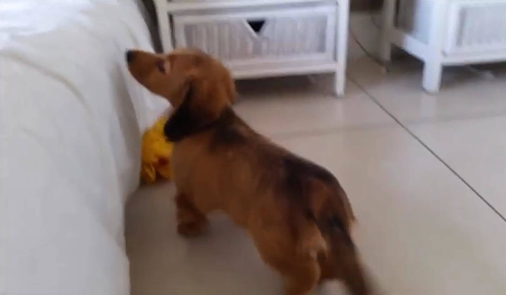 ダックスフンド,動画