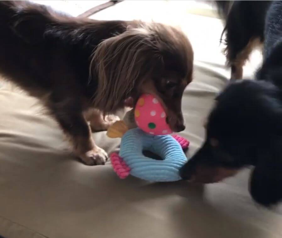 ダックスフンド,動画