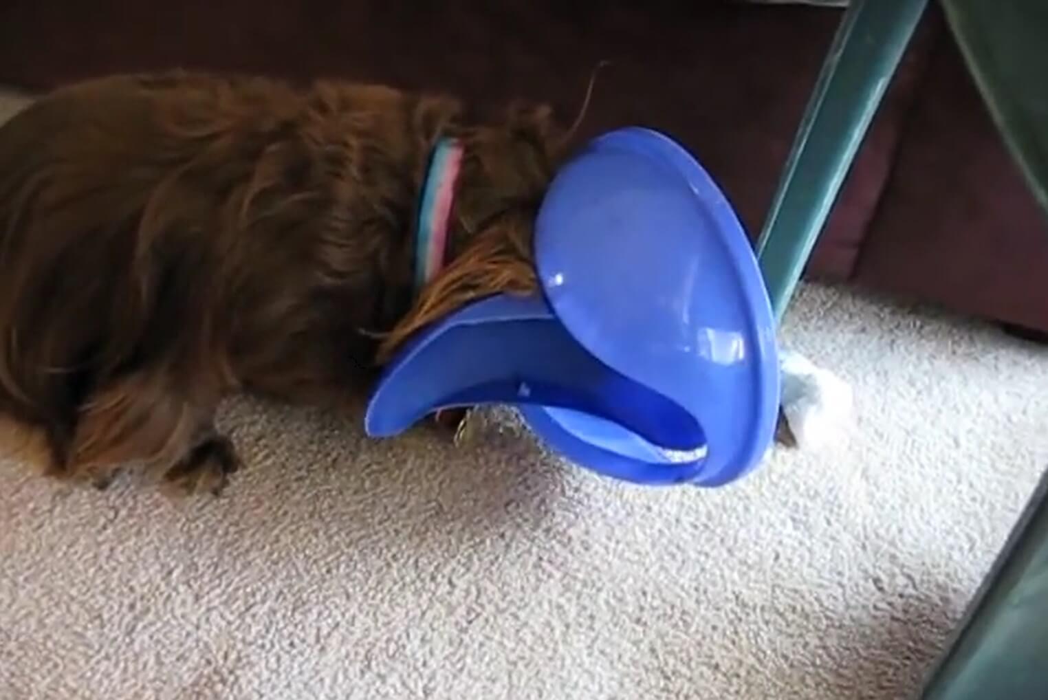 ダックスフンド,動画