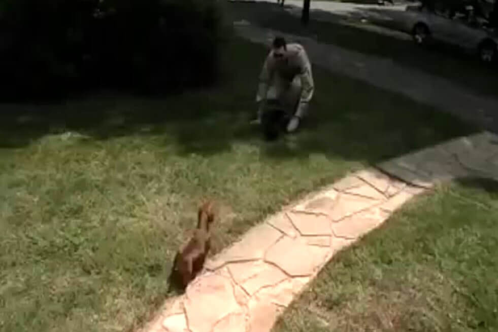 ダックスフンド,動画