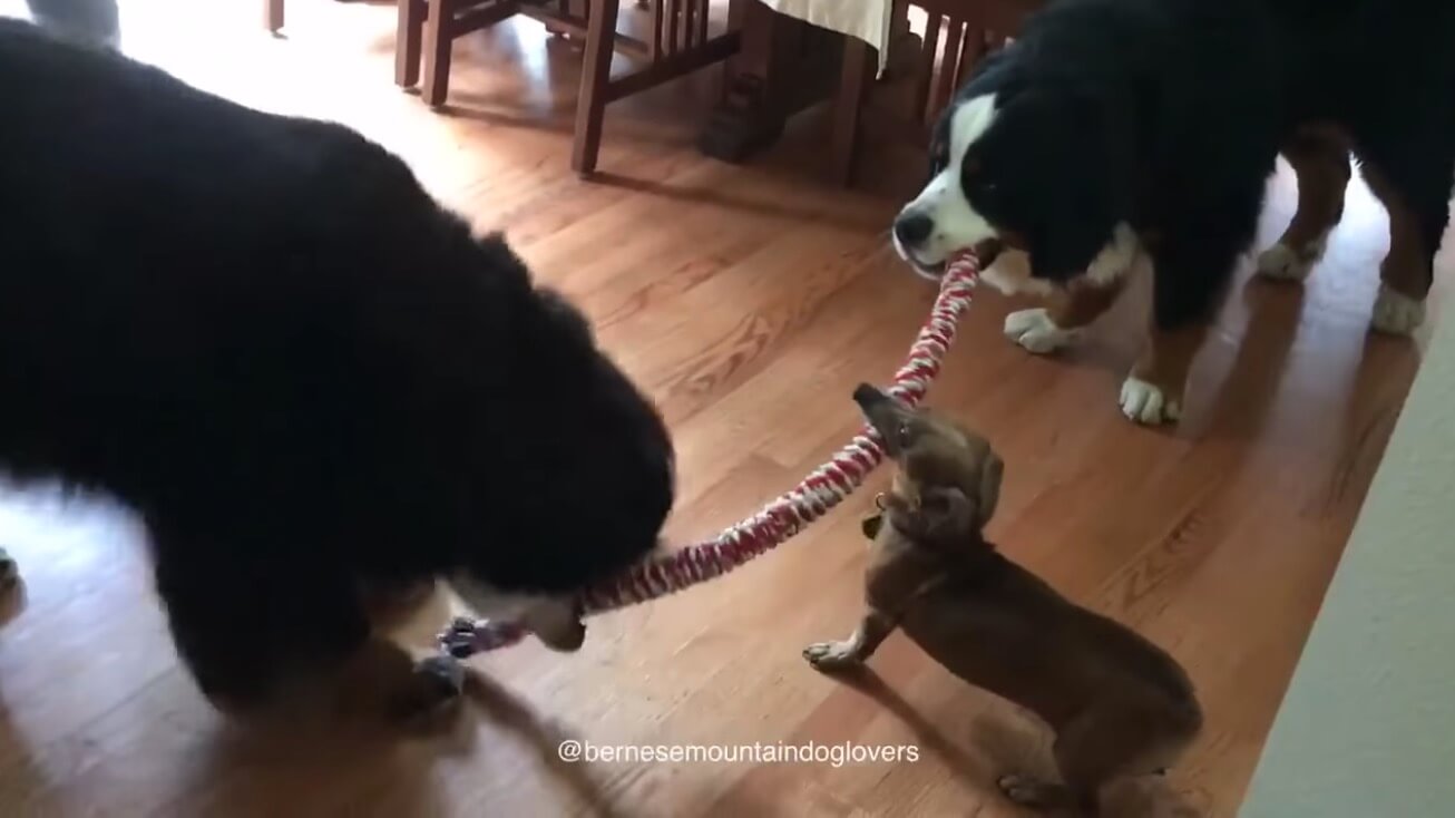 ダックスフンド,動画