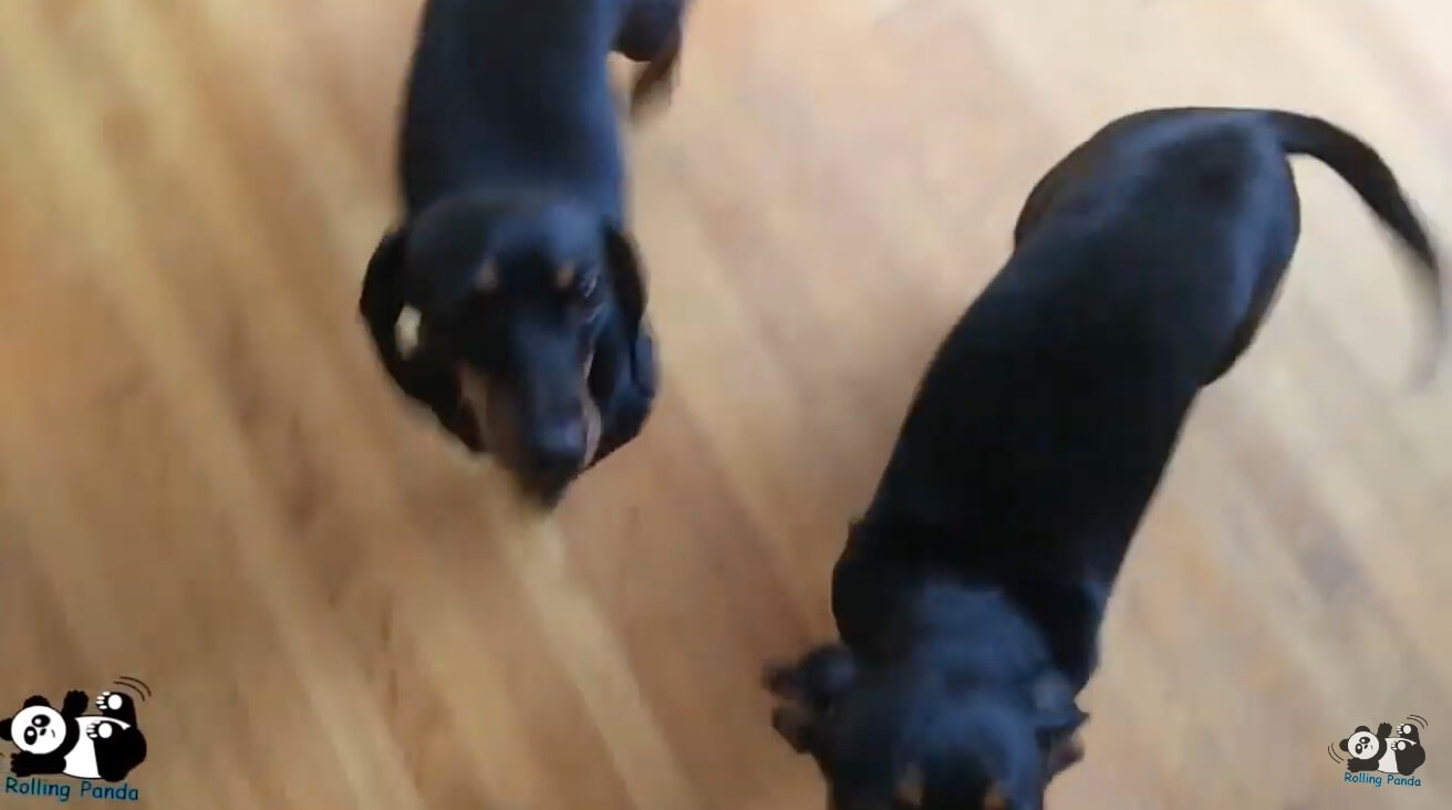 ダックスフンド,動画