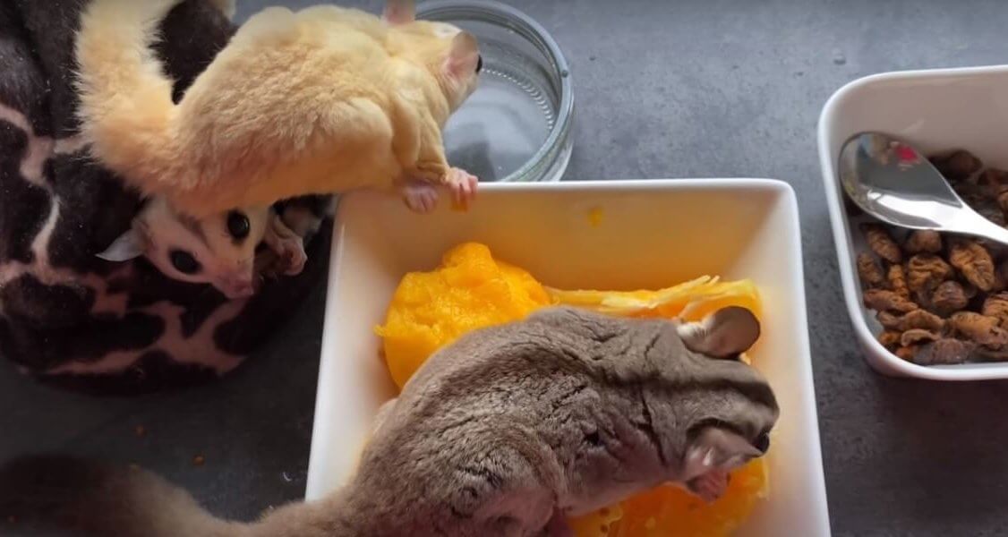 ダックスフンド,動画