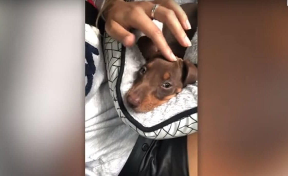 ダックスフンド,動画