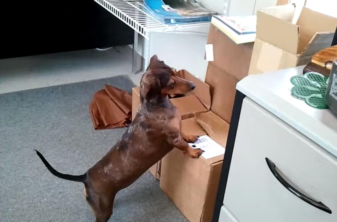 ダックスフンド,動画