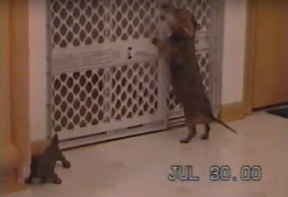 ダックスフンド,動画