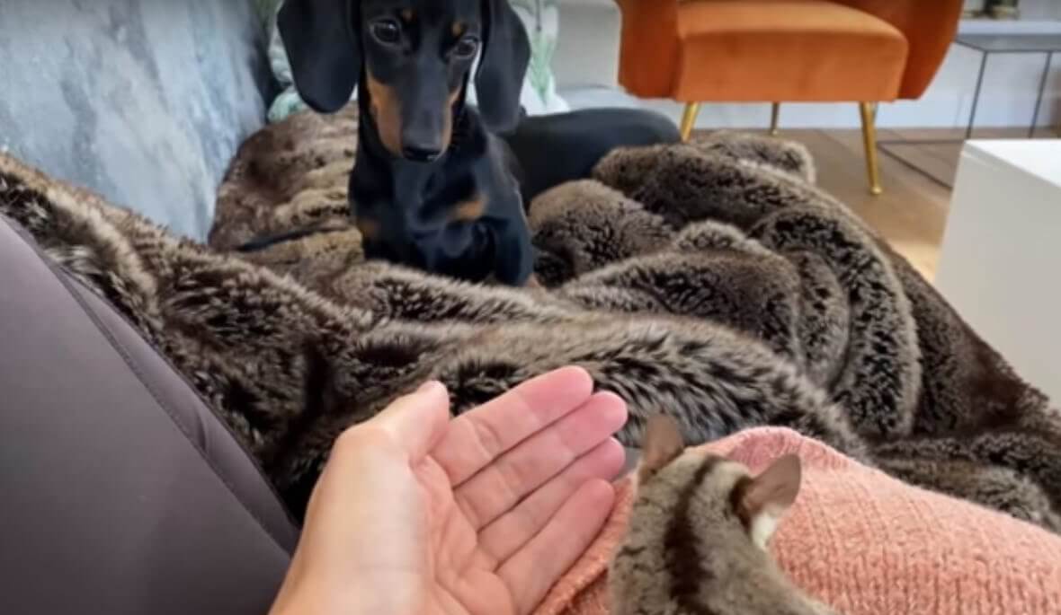 ダックスフンド,動画