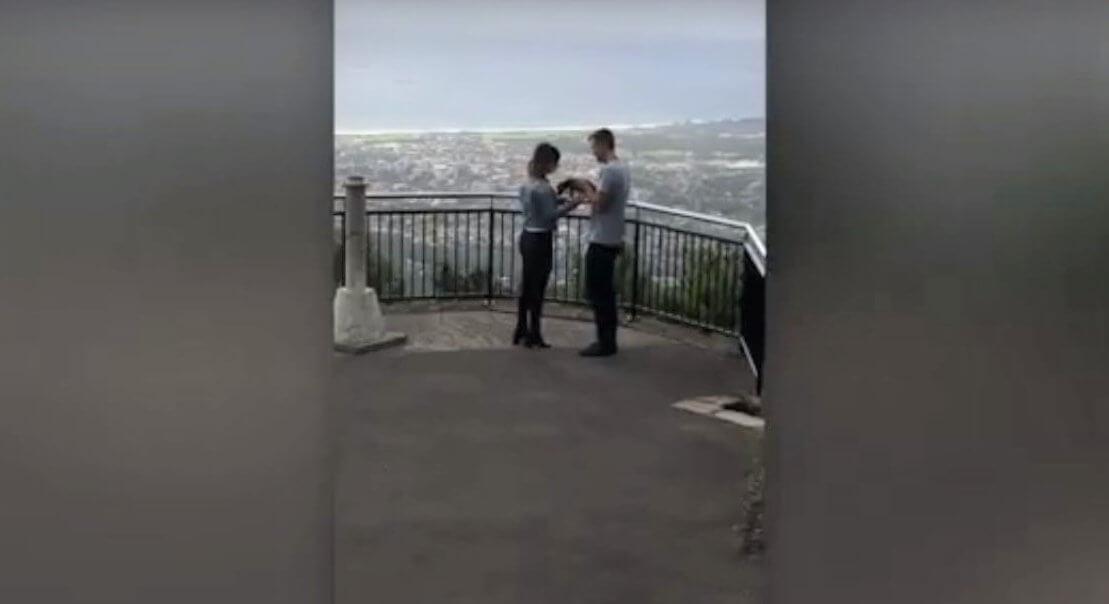 ダックスフンド,動画