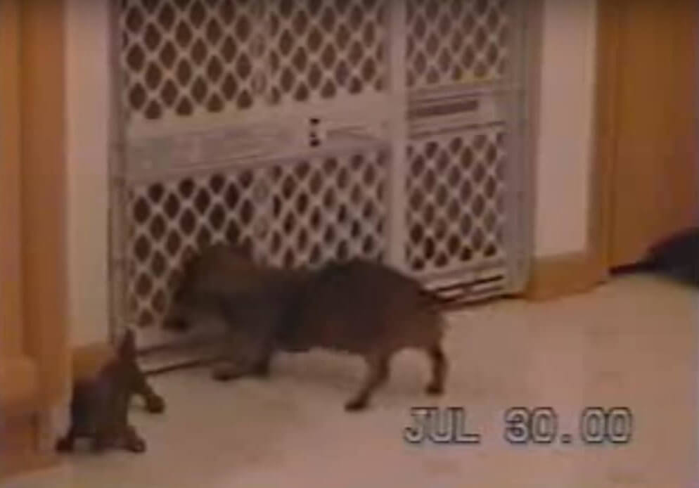 ダックスフンド,動画