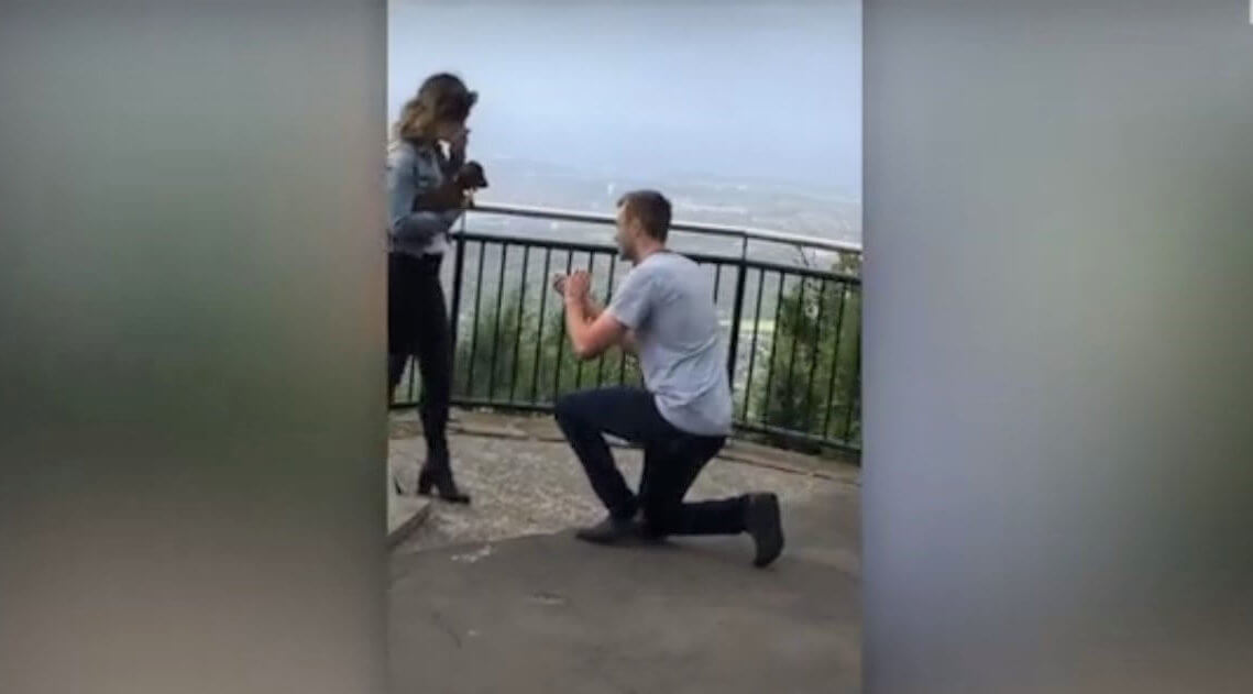 ダックスフンド,動画