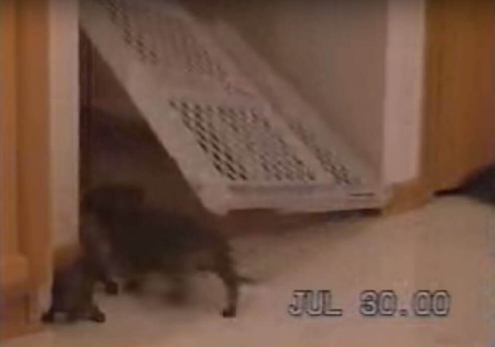 ダックスフンド,動画