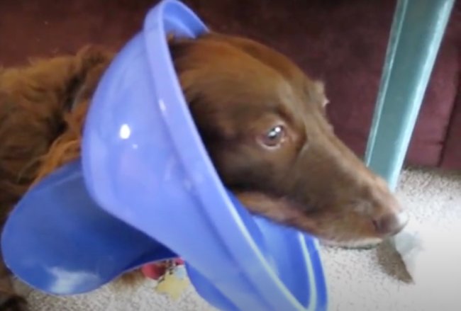 ダックスフンド,動画