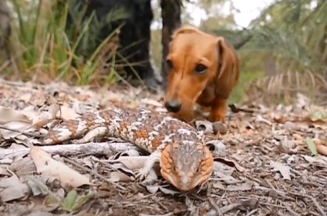 ダックスフンド,動画