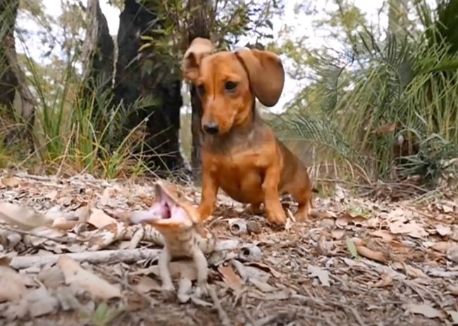 ダックスフンド,動画