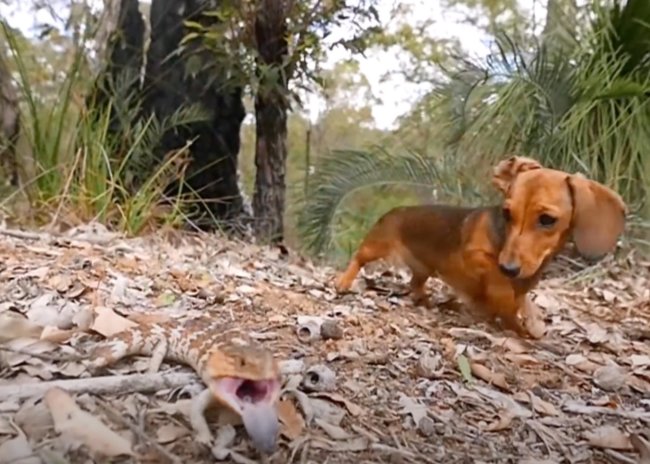 ダックスフンド,動画