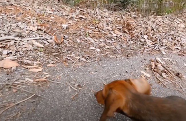 ダックスフンド,動画