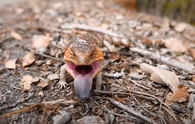 ダックスフンド,動画